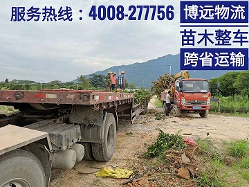 長沙至桂林苗木整車運輸.jpg 長沙至桂林苗木整車運輸.jpg